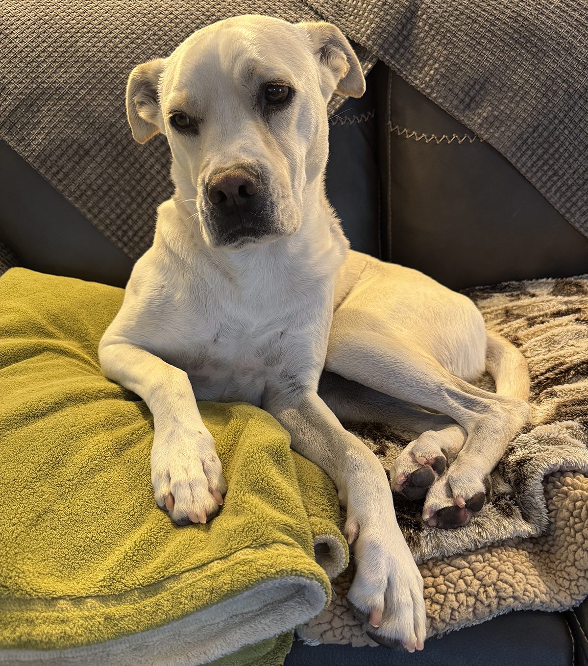 Manny, named after the Fighting Pride of the Philippines, is a skeptic. Photo: Gayle Falkenthal