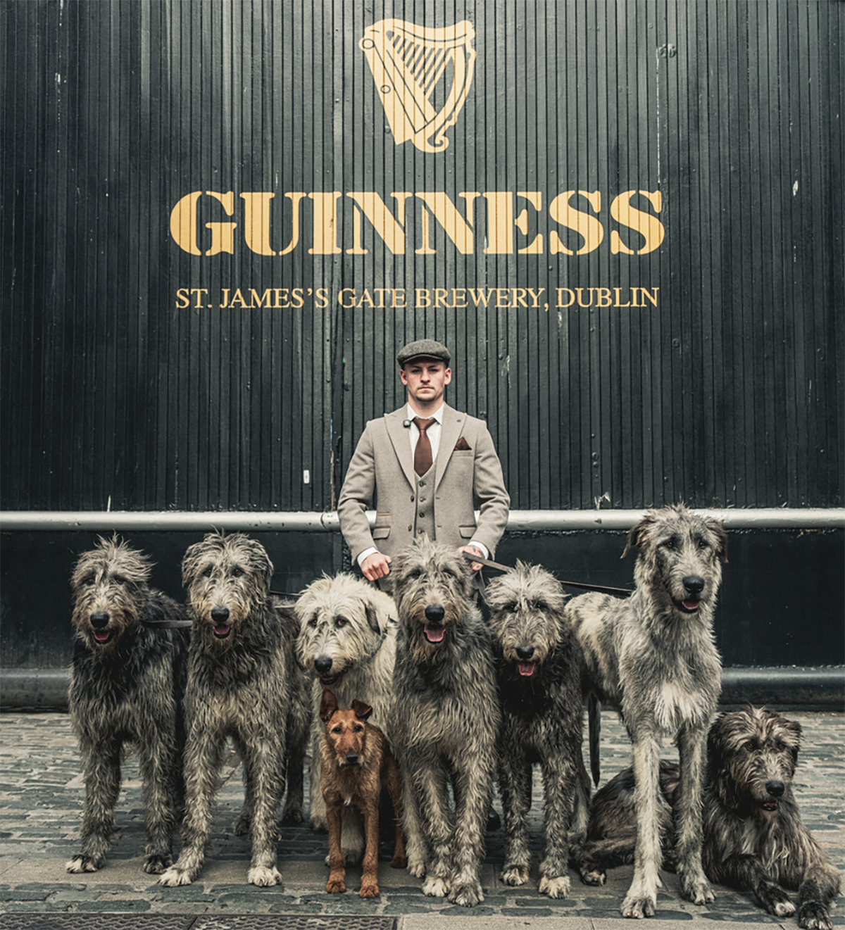 Callum Walsh posed on his social media with a brace of Irish Wolfhounds known as "The Wolfhound Experience." Photo: Courtesy Callum Walsh/Instagram